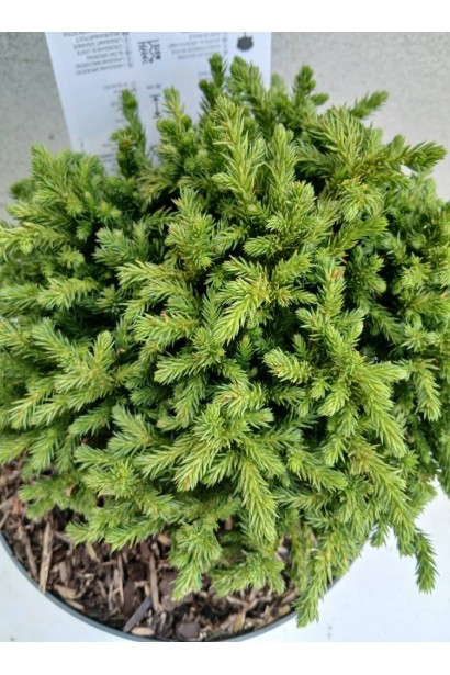 Криптомерія японська Грін Перл